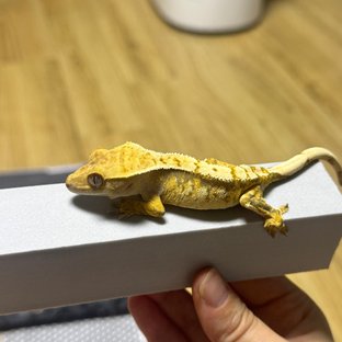 트라이 익스트림할리퀸