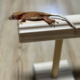 릴리화이트 팬텀 레드
