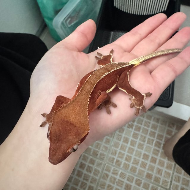 릴리화이트 팬텀 레드