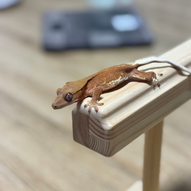 릴리화이트 팬텀 레드