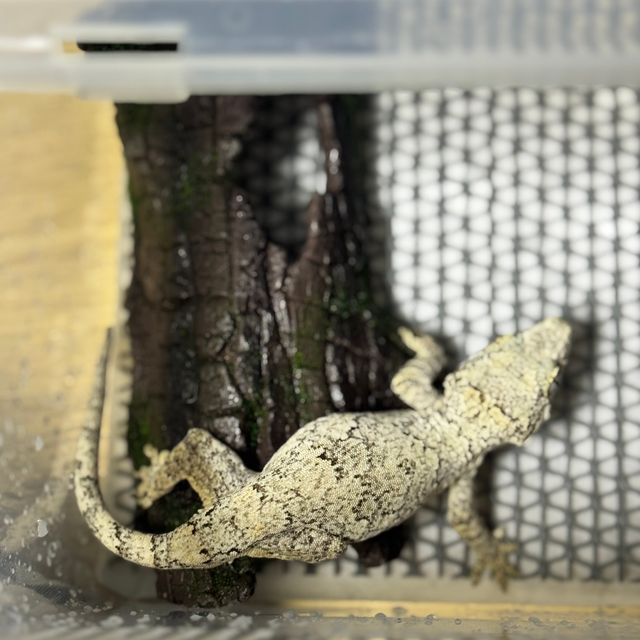 블로치드 화이트