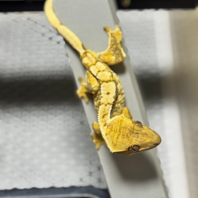 트라이 익스트림할리퀸