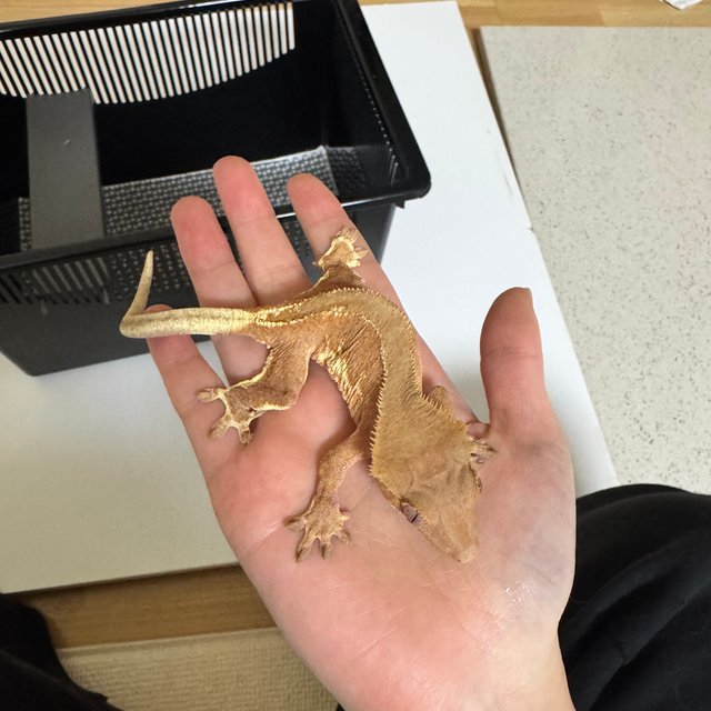 레드 릴리화이트 팬텀