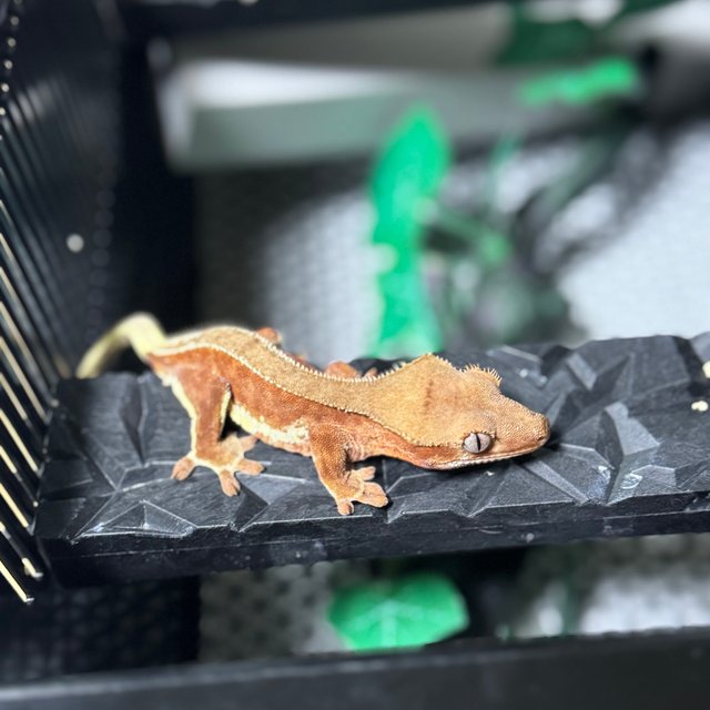 릴리화이트 팬텀 레드