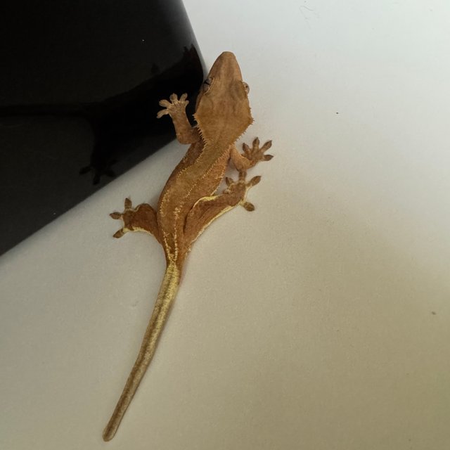 레드 릴리화이트 팬텀