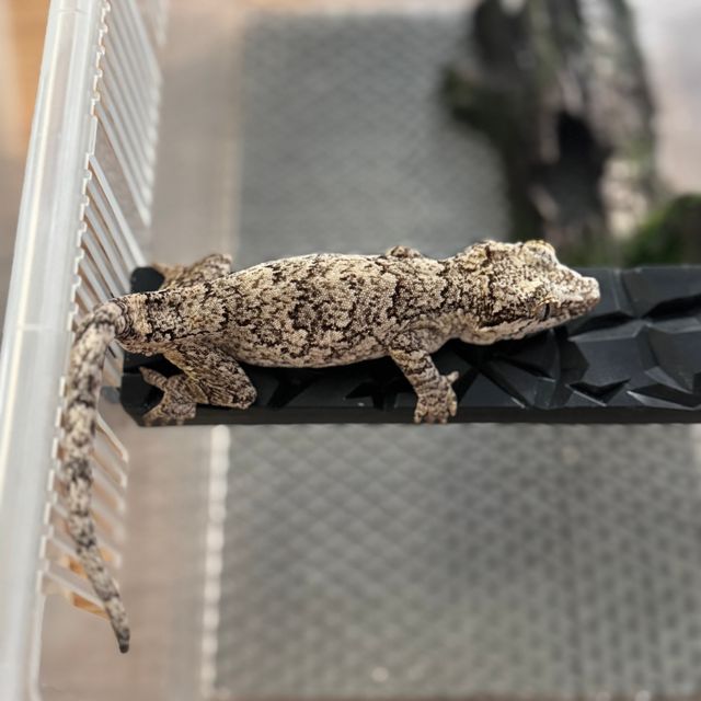 블로치드 화이트