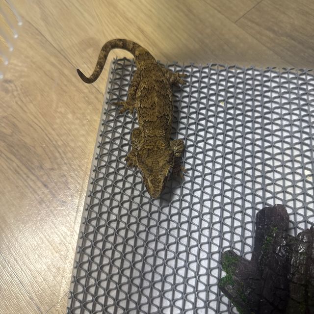 블로치드 화이트