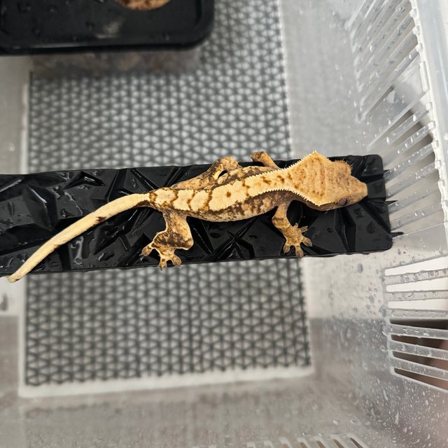 트라이 익스트림할리퀸