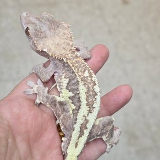 프라푸치노 팬텀