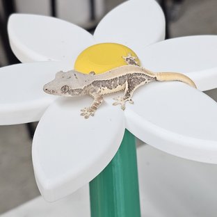 릴리화이트 솔리드백