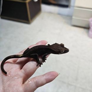 챠콜 카푸치노