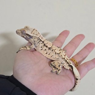 노멀 트라이 익스트림할리퀸 화이트스팟