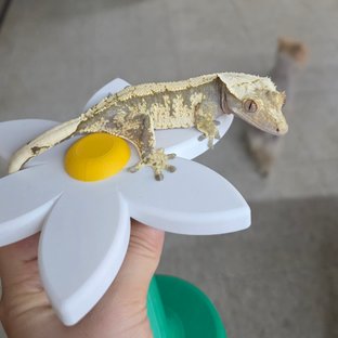 트라이 화이트스팟