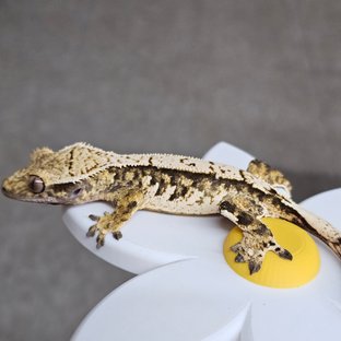 노멀 익스트림할리퀸