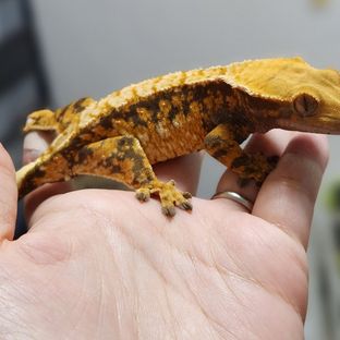 바브 트라이