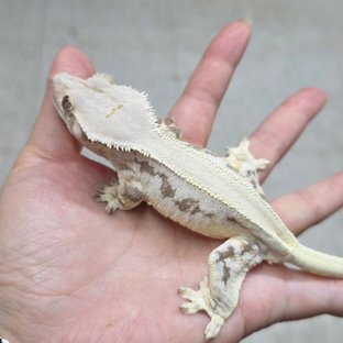 릴리화이트 솔리드백