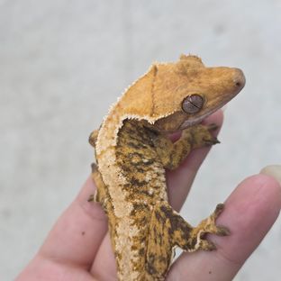 트라이