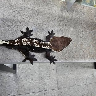 아잔틱