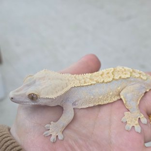 노멀 트라이 텐저린