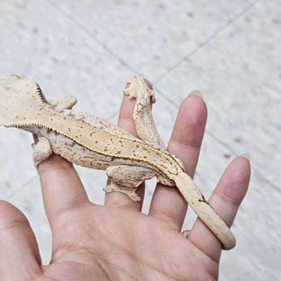 노멀 화이트스팟 풀핀