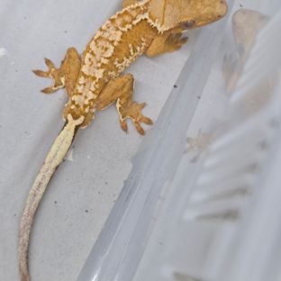 크림 옐로우