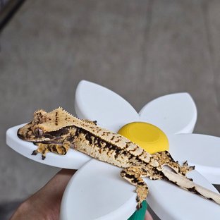 노멀