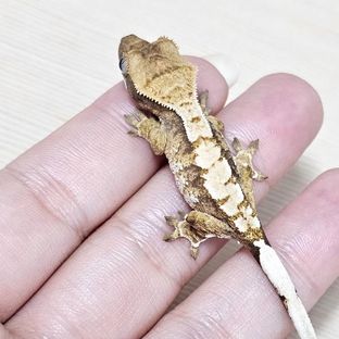트라이 익스트림할리퀸 레드