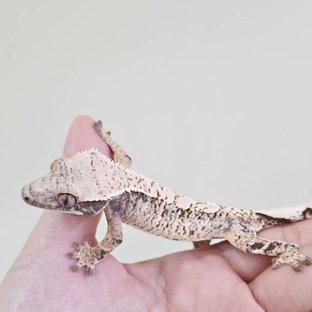 노멀 화이트스팟