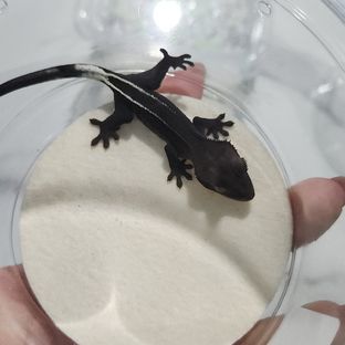 아잔틱 풀핀