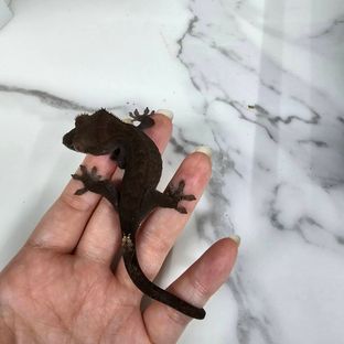 챠콜 카푸치노