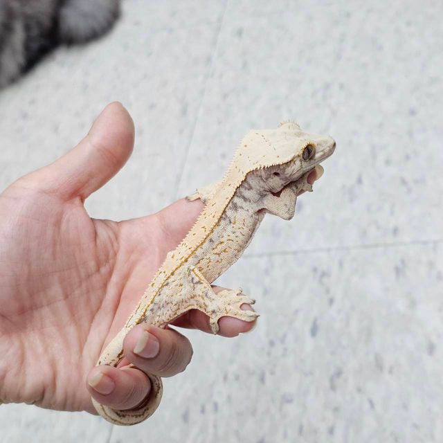 노멀 화이트스팟 풀핀