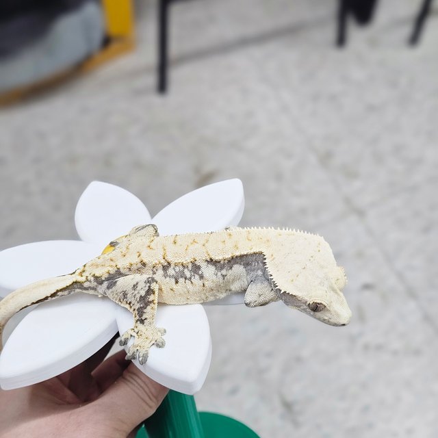 드리피 화이트스팟