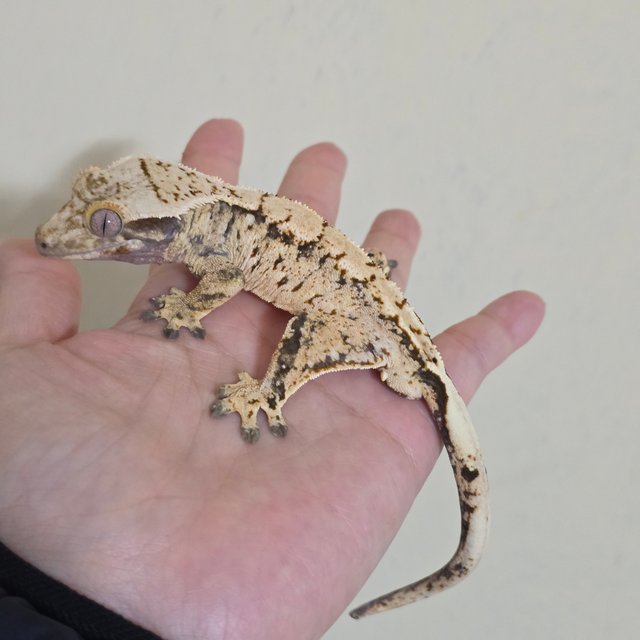 노멀 트라이 익스트림할리퀸 화이트스팟