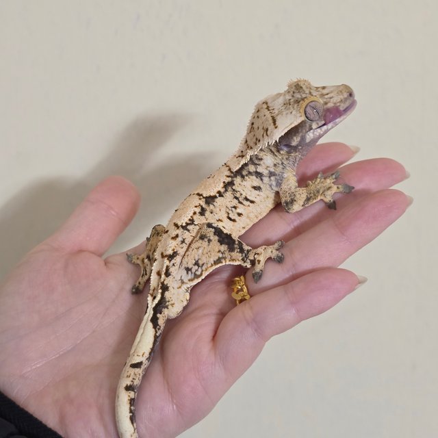 노멀 트라이 익스트림할리퀸 화이트스팟