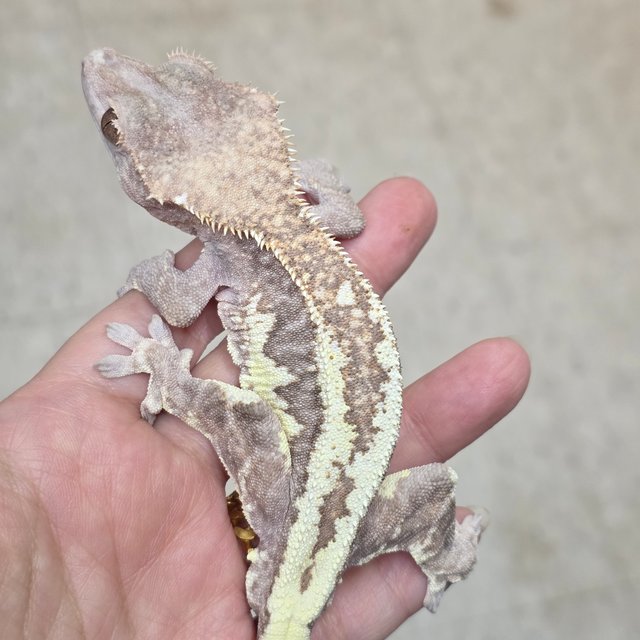 프라푸치노 팬텀