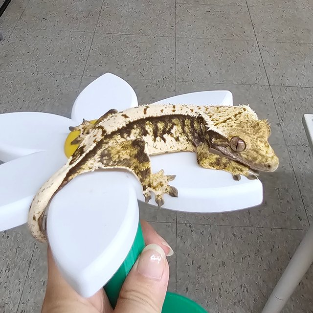 노멀 익스트림할리퀸