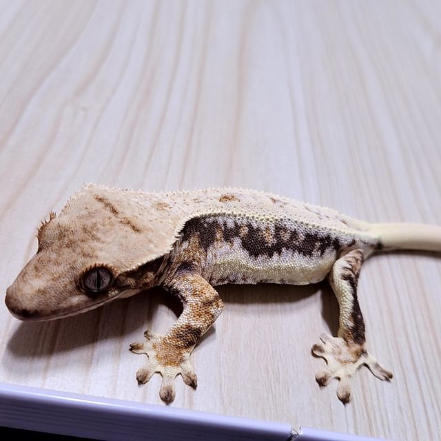 릴리화이트 트라이