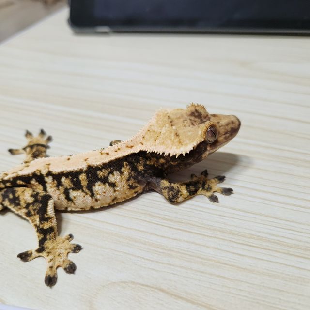 트라이 화이트스팟 드리피