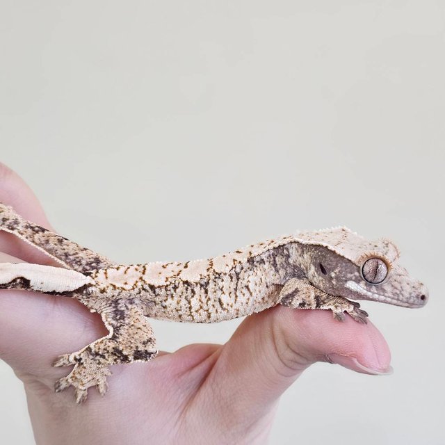 노멀 화이트스팟