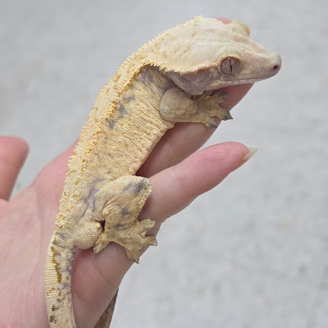 화이트스팟 노멀