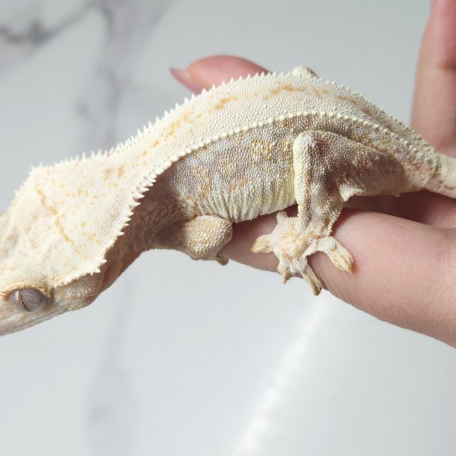 릴리화이트 트라이