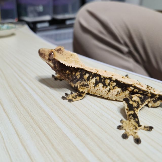 트라이 화이트스팟 드리피