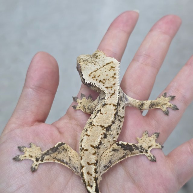 노멀 트라이 익스트림할리퀸 화이트스팟