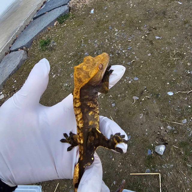플레임 할로윈
