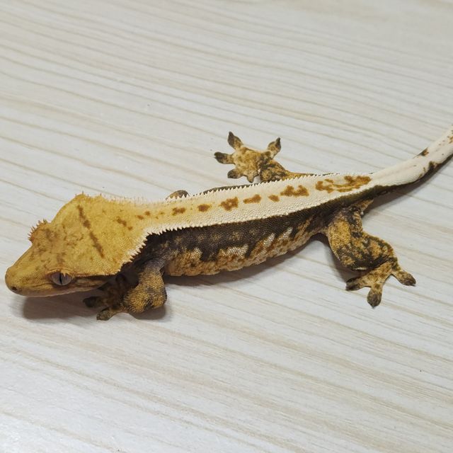 노멀 트라이 풀핀 화이트스팟