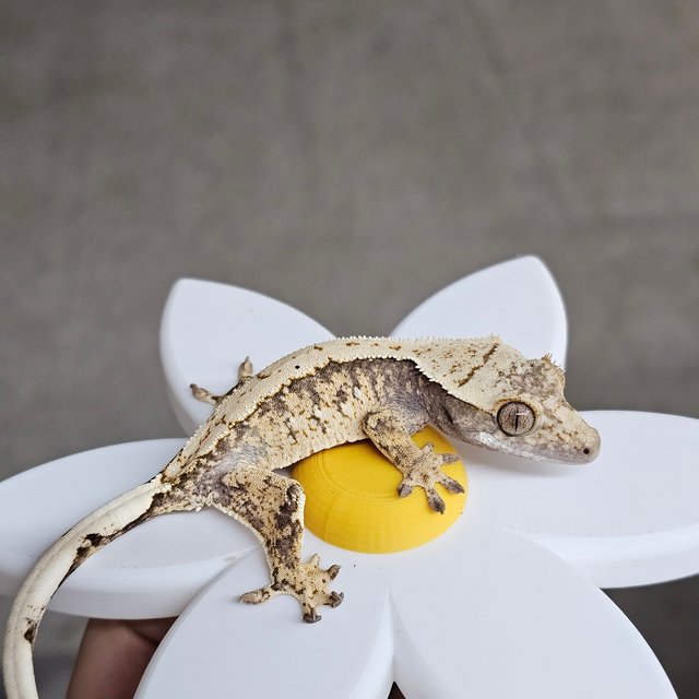 노멀 화이트스팟