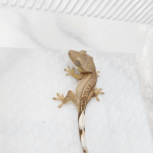 크림 크림시클 옐로우