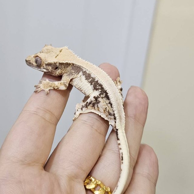 릴리100%헷아잔틱