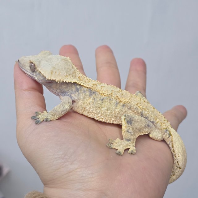 화이트스팟 노멀