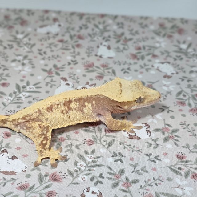 레드 드리피